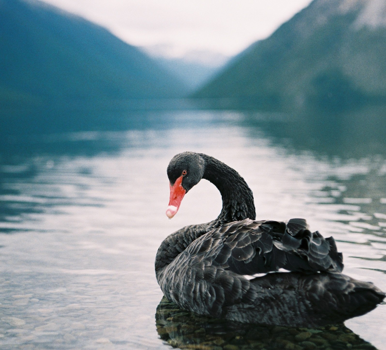 Involvation_resilience_black swan